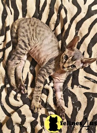 Barenakedsphynx Picture 2